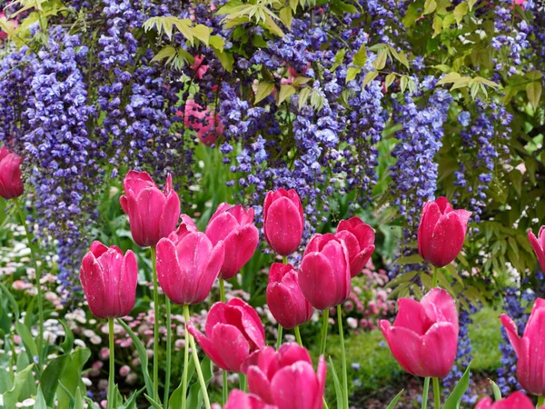 Fleurs Pourpres Glycine Fleurissant Printemps Avec Des Tulipes Roses — Photo