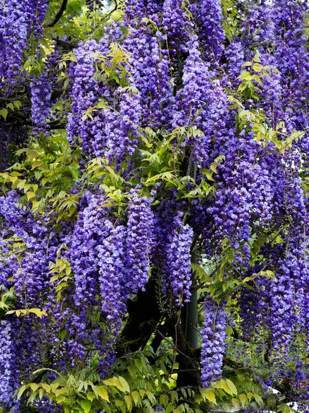 Flores Púrpuras Glicina Floreciendo Primavera —  Fotos de Stock