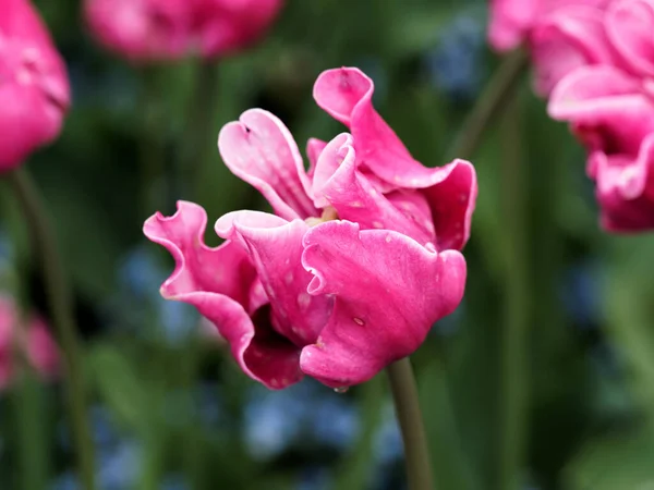 Rote Und Rosa Tulpen Mit Regentropfen Auf Den Beeten — Stockfoto