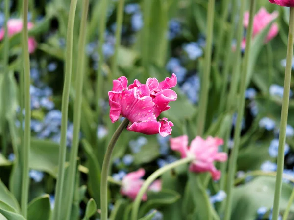 Červené Růžové Tulipány Kapkami Deště Kvetoucími Záhonech — Stock fotografie