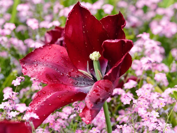 Tulipas Vermelhas Rosa Com Gotas Chuva Florescendo Nos Canteiros Flores — Fotografia de Stock