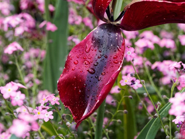 Červené Růžové Tulipány Kapkami Deště Kvetoucími Záhonech — Stock fotografie