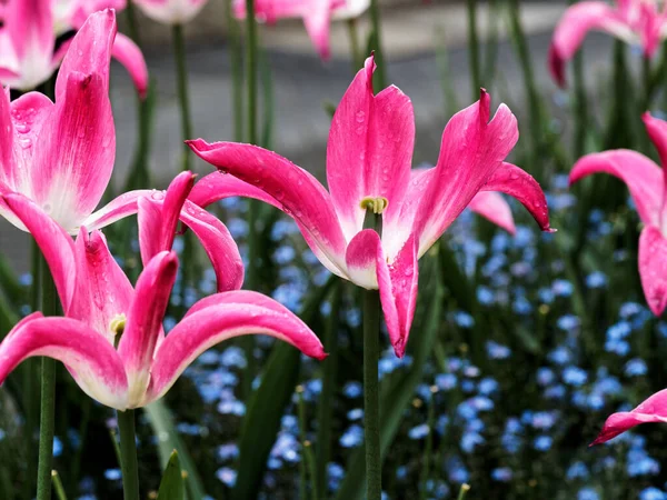 Červené Růžové Tulipány Kapkami Deště Kvetoucími Záhonech — Stock fotografie