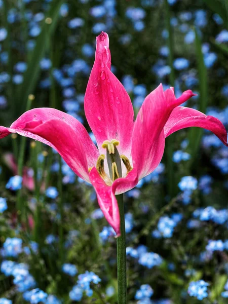 Červené Růžové Tulipány Kapkami Deště Kvetoucími Záhonech — Stock fotografie