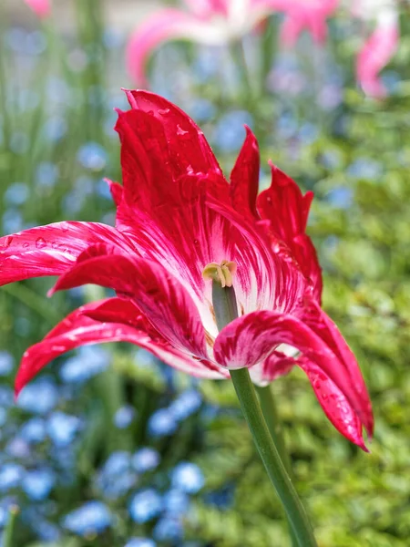 Červené Růžové Tulipány Kapkami Deště Kvetoucími Záhonech — Stock fotografie