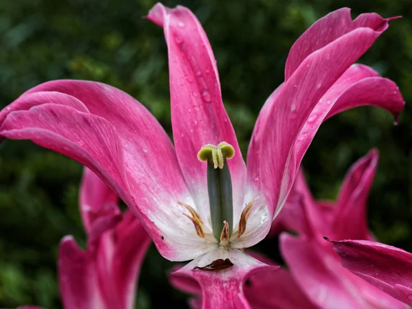 Červené Růžové Tulipány Kapkami Deště Kvetoucími Záhonech — Stock fotografie