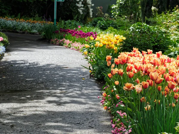 Passerella Tra Tulipani Nel Giardino Primaverile — Foto Stock