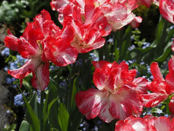 White Red Tulips Open Petals Covered Raindrops Royalty Free Stock Photos