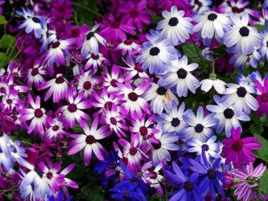 Renkli Afrikalı papatya bahar temalı arkaplan yarattı