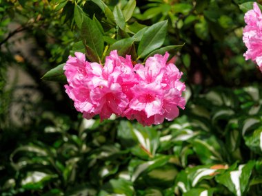 Pembe rhododendronlar parlak güneşin altında ilkbaharda açar.