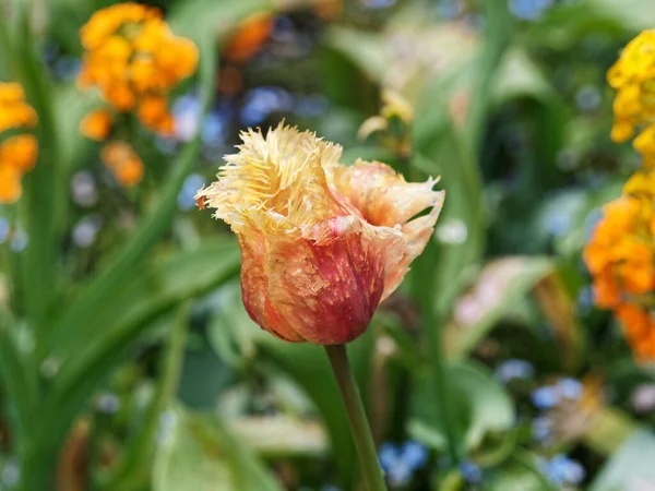 Pomerančově Žluté Třásně Tulipánů Kvetou Záhonu Jaře — Stock fotografie