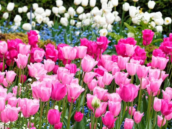 Mit Regentropfen Bedeckte Rosa Tulpen Blühen Frühling Auf Dem Beet — Stockfoto