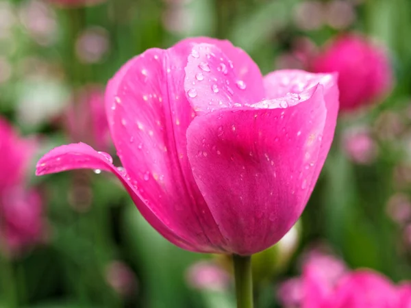 Mit Regentropfen Bedeckte Rosa Tulpen Blühen Frühling Auf Dem Beet — Stockfoto