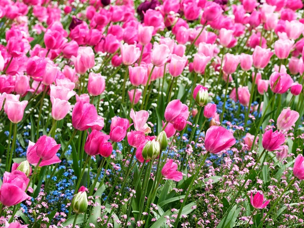 Różowe Tulipany Pokryte Kroplami Deszczu Zakwitają Kwietniku Wiosną — Zdjęcie stockowe
