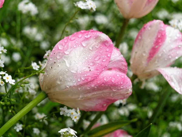 Mit Regentropfen Bedeckte Rosa Tulpen Blühen Frühling Auf Dem Beet — Stockfoto