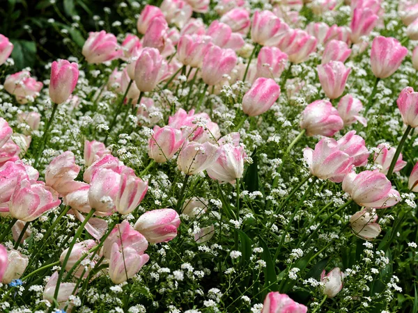 Les Tulipes Roses Recouvertes Gouttes Pluie Fleurissent Sur Lit Des — Photo