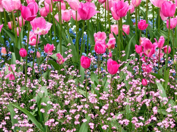 Les Tulipes Roses Recouvertes Gouttes Pluie Fleurissent Sur Lit Des — Photo