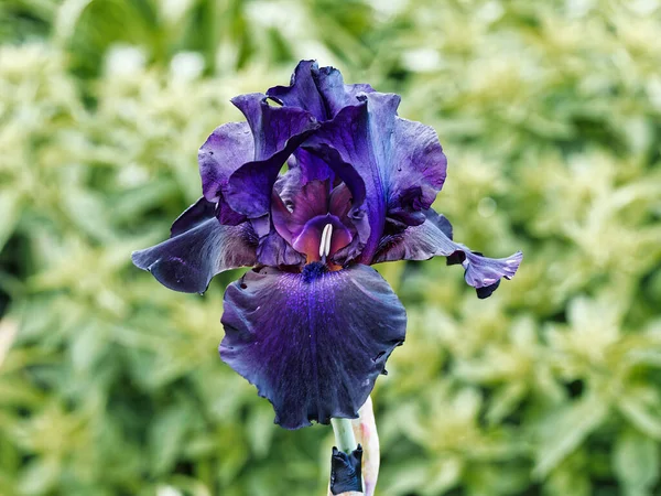 Dark Purple Iris Blooming Spring Time Greenery — Stock Photo, Image