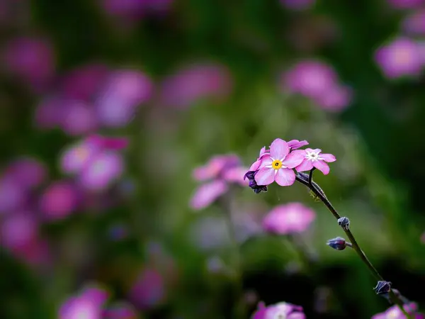 Pequeno Campo Rosa Wildflower Com Fundo Borrado Close — Fotografia de Stock