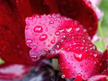 Kırmızı laleler mavi unutkanların arasında yağmur damlalarıyla kaplı.