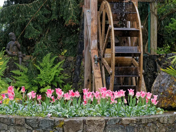 Water Wheel Turning Slowly Pink Tulips Covered Raindrops Front — Stock Photo, Image