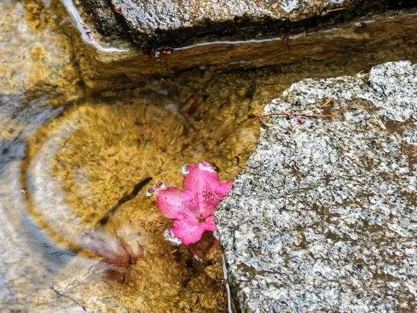 Rote Rhododendronglocke Schwimmt Wasserstrom Zwischen Nassen Felsen — Stockfoto