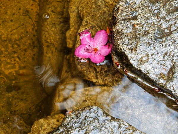 Campana Roja Rododendro Flota Arroyo Agua Entre Rocas Húmedas —  Fotos de Stock
