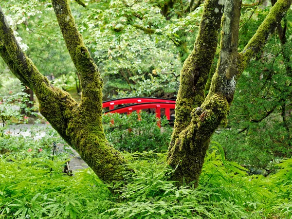 Éléments Traditionnels Conception Jardin Japonais Avec Des Ponts Des Pierres — Photo