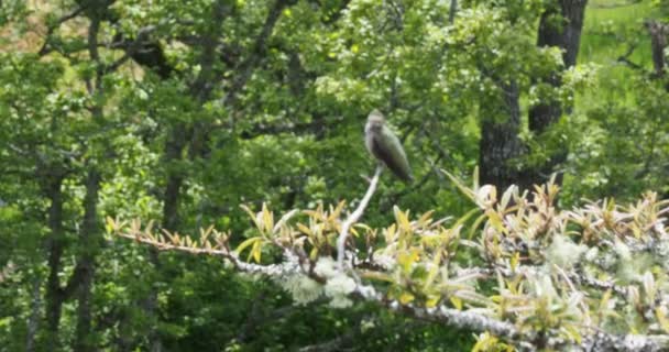 Колибри Анны Сидели Ветке Белыми Цветами — стоковое видео
