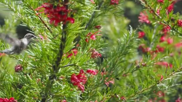 Pasărea Colibri Annei Hrănește Flori Roșii — Videoclip de stoc