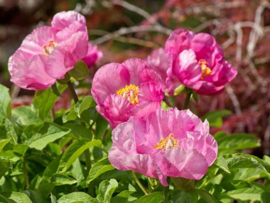 Pembe gelincik yemyeşil çimlerin arasında baharın sonlarında çiçek açıyor.