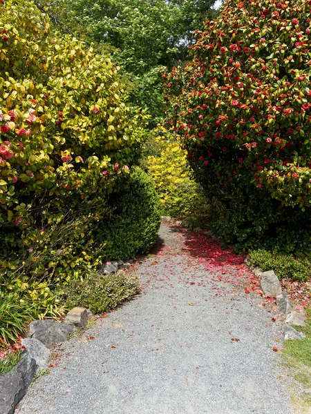 Trail Garden Two Large Camellia Bushes Red Flowers — Stock Photo, Image