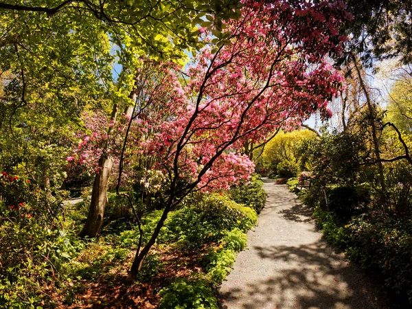 Giardini Pubblici Finnerty Gardens Victoria Durante Fioritura Del Rododendro — Foto Stock