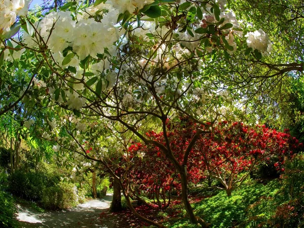 Offentliga Grunder Finnerty Gardens Victoria Rhododendron Blommar — Stockfoto