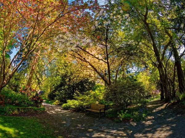 Δημόσιοι Χώροι Του Finnerty Gardens Στο Victoria Κατά Διάρκεια Rhododendron — Φωτογραφία Αρχείου