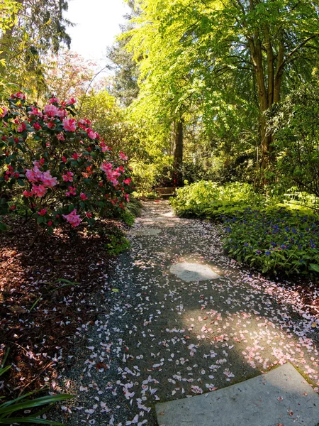 Terrenos Públicos Finnerty Gardens Victoria Durante Floración Del Rododendro — Foto de Stock
