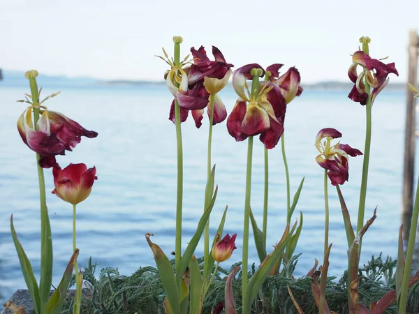 Wilted red and white tulips against blue water background