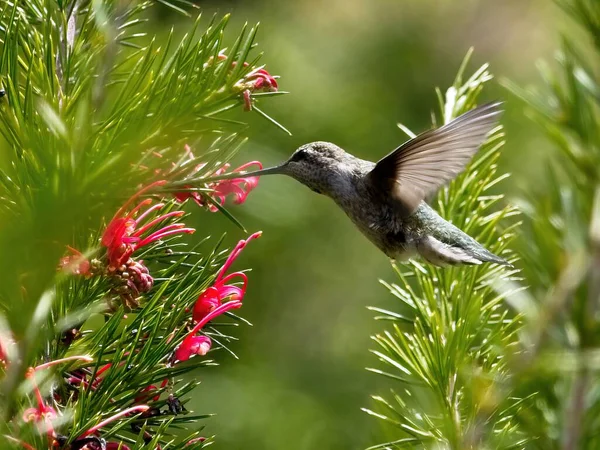 Anna Hummingbird Feeding Fly Red Flowers — Stock Photo, Image