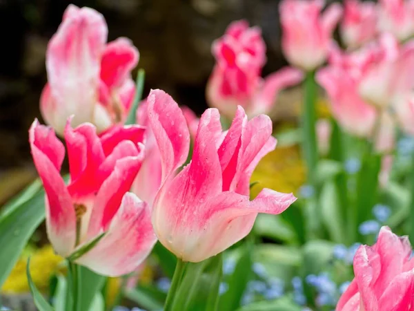 Tulipanes Rosados Cubiertos Con Gotas Lluvia — Foto de Stock