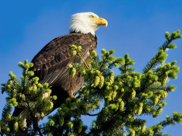 Bald Eagle Perched Tree Top Blue Sky — Stock Photo, Image