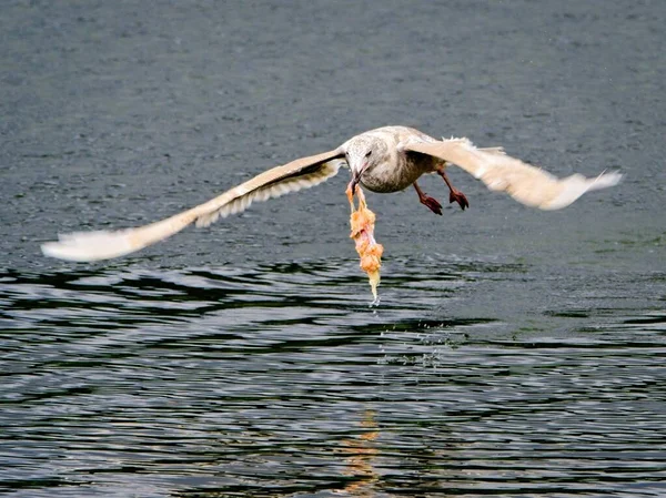 Fiskmås Med Fiskbit Som Finns Vattnet — Stockfoto