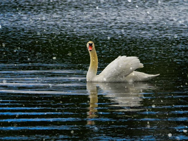 Höckerschwan Schwimmt Bei Schneefall Wasser — Stockfoto