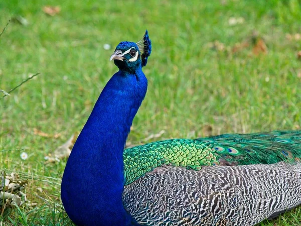 Man Påfågel Närbild Porträtt Grön Suddig Bakgrund — Stockfoto