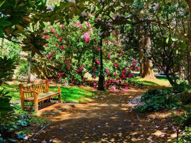 Parktaki yürüyüş bankı boyunca çiçek açan rhododendronlarla