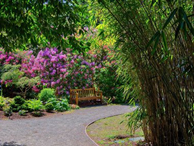 Parktaki yürüyüş bankı boyunca çiçek açan rhododendronlarla