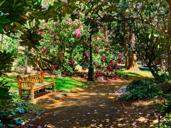 Banc Long Passerelle Dans Parc Avec Des Rhododendrons Fleurs — Photo