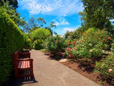 Parktaki yürüyüş yolu boyunca rhododendronlarla kenarda dur.