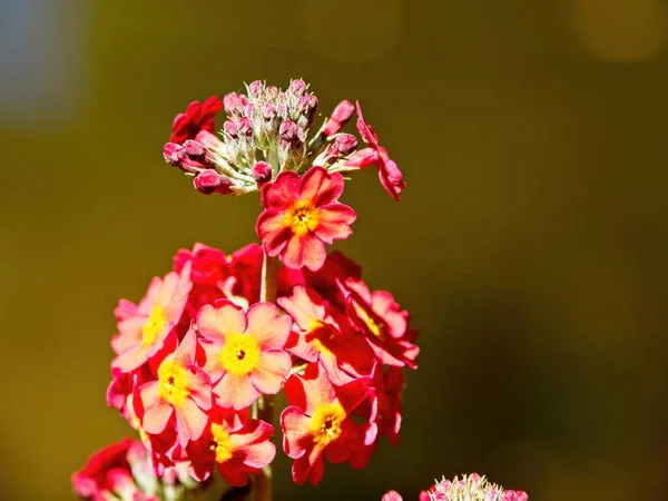 Primula Pulverulenta Примула Обыкновенная Примула Обыкновенная Цветущая Летом Сильным Солнечным — стоковое фото