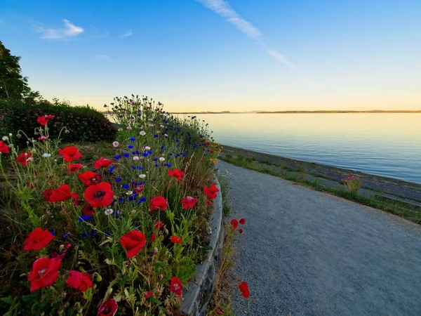 Blue Cornflowers Red Poppies Adorn Lochside Trail Shoreline Sidney — Fotografia de Stock