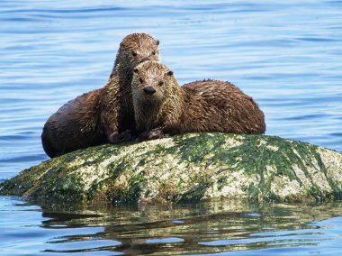 Couple minks on the rock near the shoreline of Vancouver Island, BC clipart